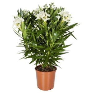 Aldi Süd  GARDENLINE Oleander-Busch