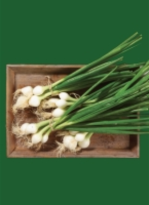 Mag­de­bur­ger Bör­de Lauch­zwie­beln 0.79 €