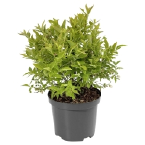 GARDENLINE Heidelbeere