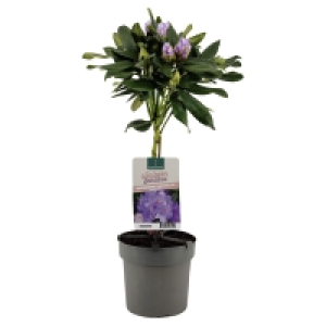 Aldi Süd  GARDENLINE Rhododendron-Stämmchen