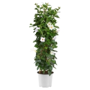 Aldi Süd  GARDENLINE Dipladenia