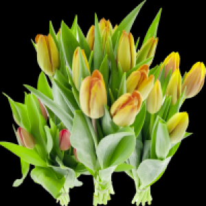 Edeka  Tulpen