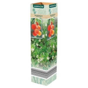 Aldi Süd  GARDENLINE Mediterrane Pflanzen oder Thunbergia