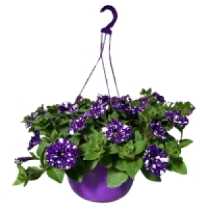 Aldi Süd  GARDENLINE Petunia-Sky-Family-Ampel