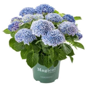 Aldi Süd  GARDENLINE Hydrangea Magical®