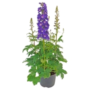 Aldi Süd  GARDENLINE Delphinium elatum