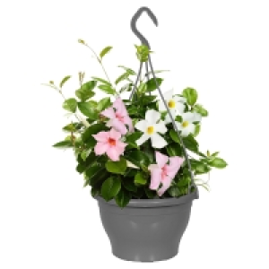 GARDENLINE Dipladenie-Ampel-Duo 9.99 €