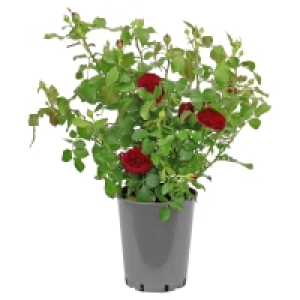 GARDENLINE Rosenbusch