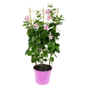 GARDENLINE Dipladenia-Spalier