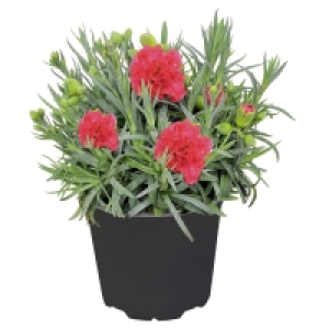 GARDENLINE Blühmix