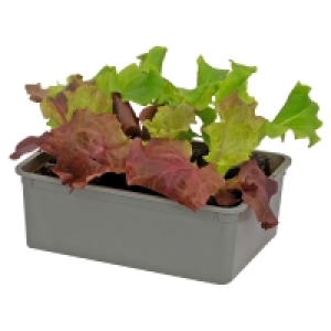 Aldi Süd  GARDENLINE Salat-Duo