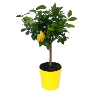 GARDENLINE Zitrusstämmchen