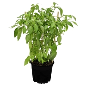 GARDENLINE Gemüse-Duo