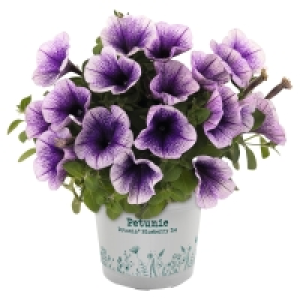 GARDENLINE Petunie