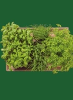 Kräu­ter aus Sach­sen-An­halt 1.59 €