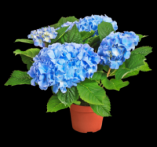 Hortensie