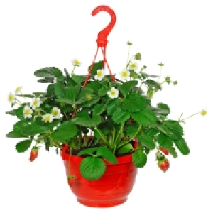 GARDENLINE Erdbeerampel