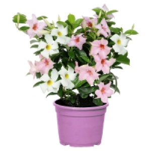 Aldi Süd  GARDENLINE Dipladenia-Busch-Duo