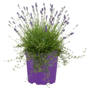 Aldi Süd  GARDENLINE Lavendel mit Mühlenbeckia-Unterbepflanzung