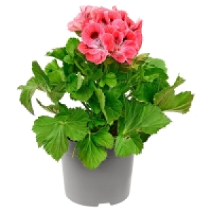 GARDENLINE Premium-Geranie