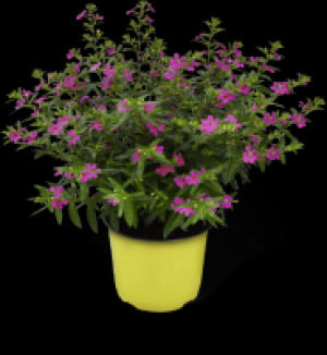 Köcherblümchen 2.29 €