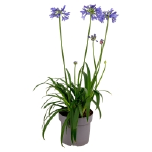 Aldi Süd  GARDENLINE Agapanthus
