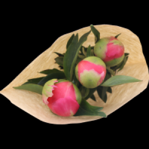 Pfingstrosen 3.99 €