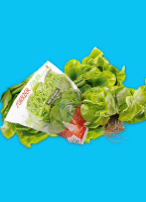 Baye­ri­scher Kopf­sa­lat mit Wur­zel­bal­len 1.29 €