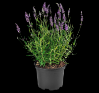 Lavendel