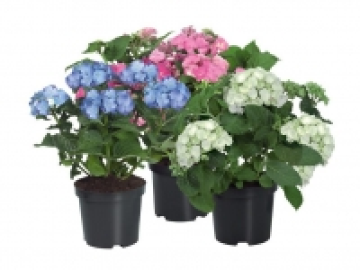 Gartenhortensie 5.99 €