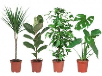 Grünpflanze 3.99 €