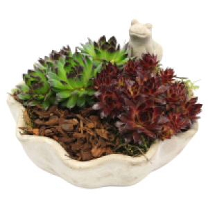 Aldi Süd  Sempervivum-Arrangements
