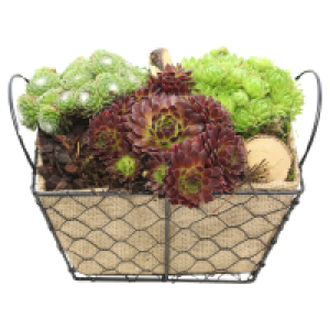 Sempervivum-Arrangements 4.99 €
