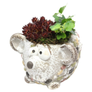 Sempervivum-Arrangements 7.99 €