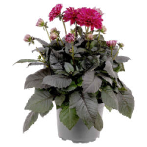GARDENLINE Bienenfreundliche Pflanze