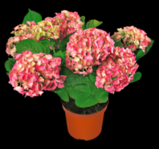 Gartenhortensie 9.99 €