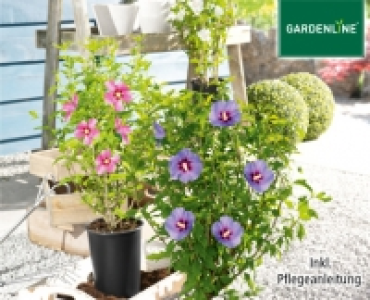 GARDENLINE®Gartenhibiskus