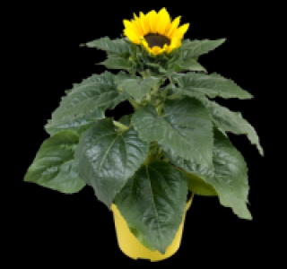Sonnenblume 1.99 €
