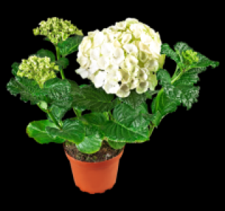 Hortensie