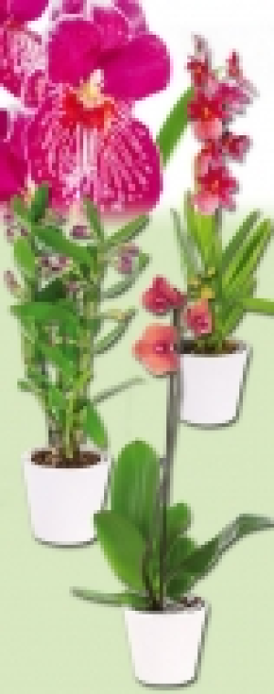 Orchideen 5.99&nbsp;&euro;