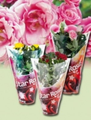 Topfrose 1.99&nbsp;&euro;