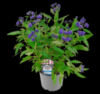 Bartblume