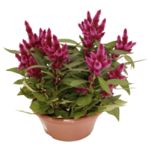 Aldi Süd  GARDENLINE Herbstpflanze Kalanchoe/Celosia-Schale