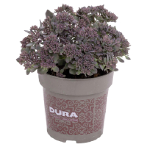 Aldi Süd  GARDENLINE Herbstpflanze Sedum-Mix