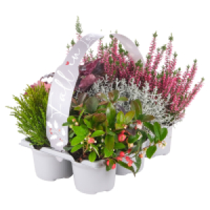 GARDENLINE Herbstpflanzen „Fall in Love, 6er-Tray