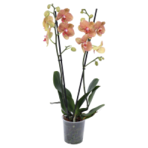 GARDENLINE Orchidee 6.99 €