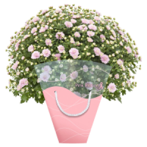 GARDENLINE Chrysanthemen Busch 3.99 €