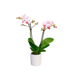 GARDENLINE Orchidee in Keramik 6.99 €