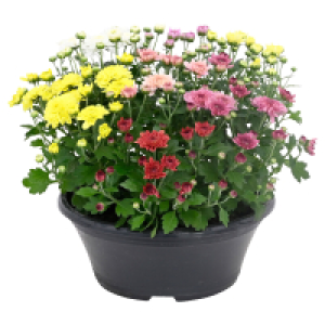 GARDENLINE Chrysanthemenschale 3.79 €