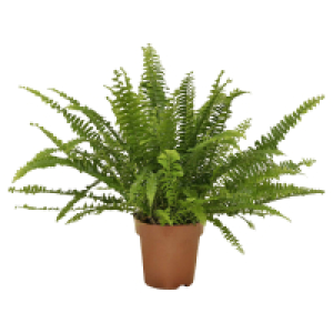 GARDENLINE Grünpflanzen 1.99 €